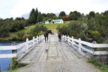 Caballos salvajes en el Lago Hess, Bariloche, Patagonia