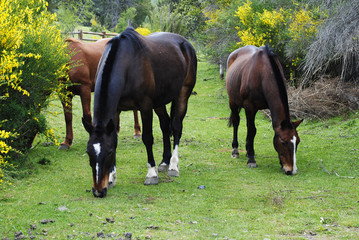 Caballos en la Patagonia (Lago Hess)