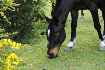 Caballo salvaje en Patagonia