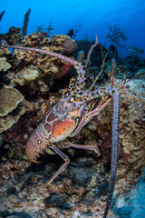 Caribbean Lobster 2