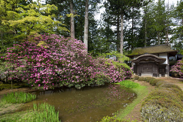 Naklejka premium シャクナゲ咲く高野山金剛峯寺