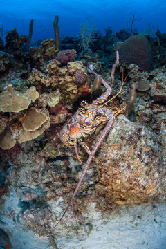Caribbean Lobster 1