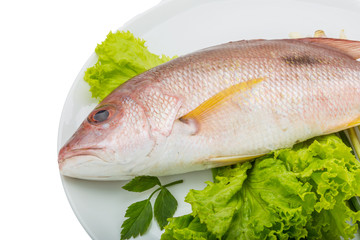 Raw red snapper