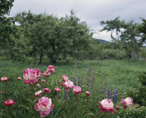 The image of beautiful nature