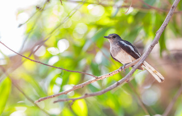 little bird single watching something ,
