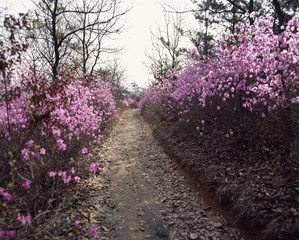 The image of beautiful nature