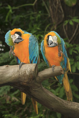 Two Macaw birds in love