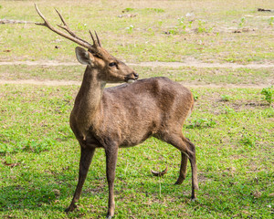 young deer standing on grassland