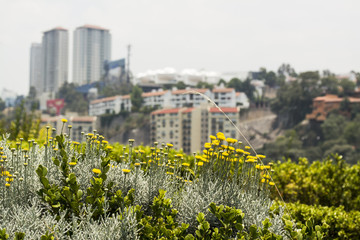 Urban Landscape