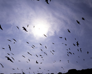 The image of beautiful nature