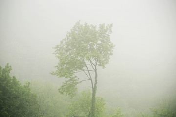 Obraz na płótnie Canvas Picture presenting the tree in the fogg