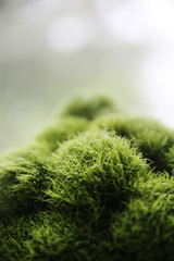 Interesting specimen of the nature