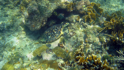Naklejka na ściany i meble Green sea turtle hidden in a coral reef