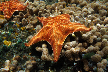 Obraz premium Starfish underwater over coral seabed