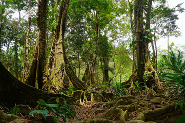 Fototapeta premium Tropical trees and roots in the jungle