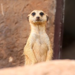 Meerkat