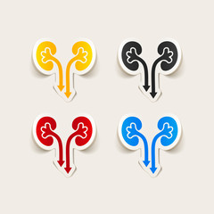 realistic design element: kidneys, medical