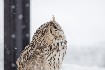 close up an Eurasian Eagle Owl