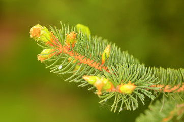 Pine branch on the green background