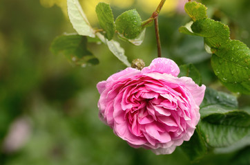 Rose flower in the garden
