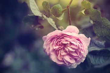Vintage photo of a rose flowers