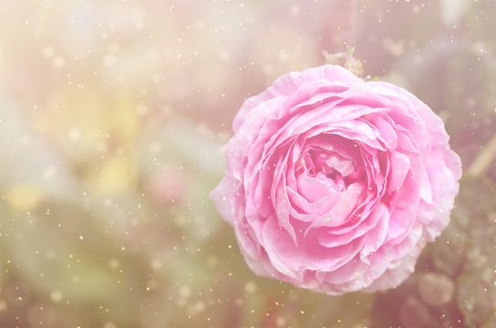 Dreamy photo of a rose flower