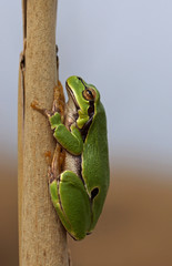 Europäischer Laubfrosch - [Hyla arborea]
