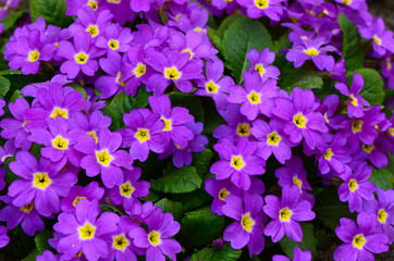 Flower lilac primrose a background