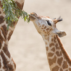 Jeune girafe en train de manger