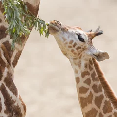 Papier Peint photo Lavable Girafe Jeune girafe en train de manger