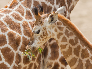 Young giraffe eating