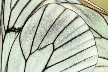 Alas de mariposa. Aporia crataegi. Mariposa musgosa, Aurora.