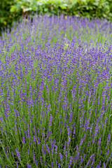 Garden with the flourishing lavender in France
