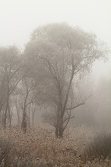 Obraz na płótnie Canvas Foggy morning
