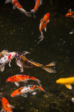 Colorful Koi fish in a pond