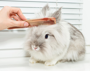 hairstyle for rabbit