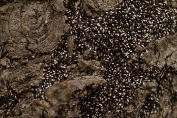 Bugs on the trunk