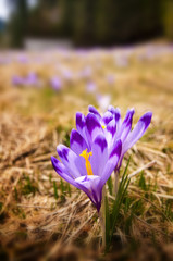 Vertical composition with crocus flowers on a spring meadow