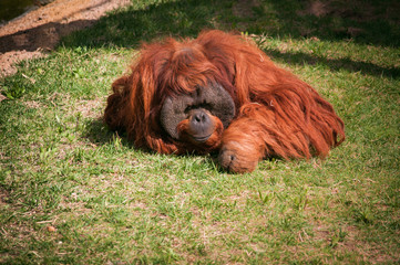 orangoutang in Lisbon Zoo
