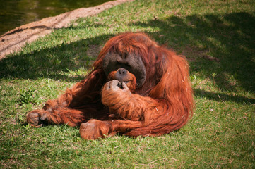 orangoutang in Lisbon Zoo