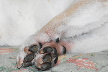 Obraz premium 爪を切ったばかりの犬の手
