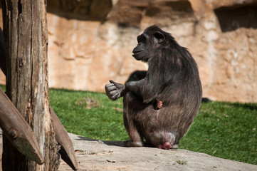 chimpanzee in Lisbon Zoo