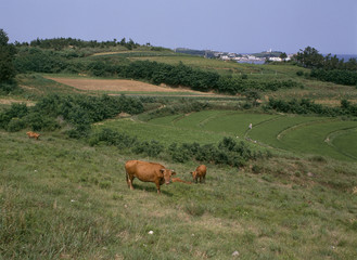 The image of beautiful nature