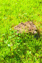 Grassland flowers and stump