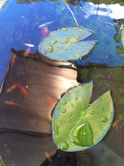 water drops on lotus leaves in pond