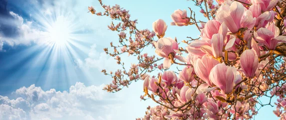 Fotobehang Magnoliaboombloesem met kleurrijke lucht op de achtergrond © jovannig