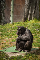 chimpanzee in Lisbon Zoo