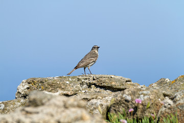 Anthus petrosus - Pipit maritime - Eurasian Rock Pipit
