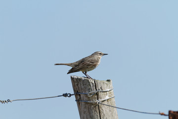 Anthus petrosus - Pipit maritime - Eurasian Rock Pipit