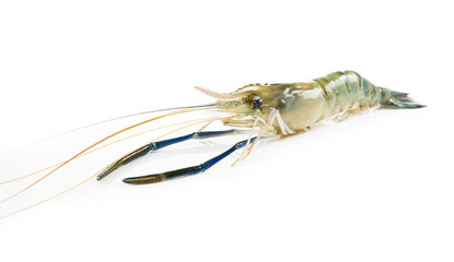 Close up prawn or raw shrimp isolated
